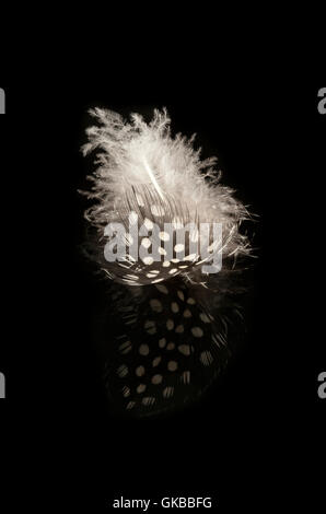 A black and white spotted feather of a  Guinea fowl resting on a black reflective background Stock Photo