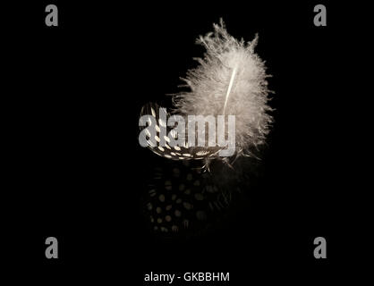 A black and white spotted feather of a  Guinea fowl resting on a black reflective background Stock Photo