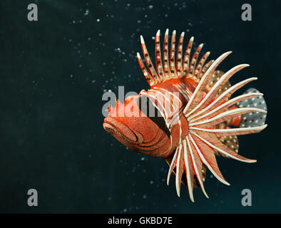 Wooden lionfish in a pool in Virginia Beach, Virginia Stock Photo