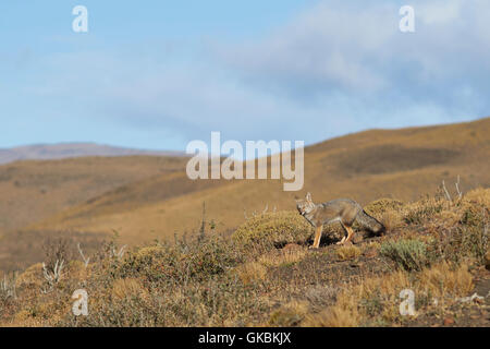 South American Grey Fox (Lycalopex fulvipes) Stock Photo