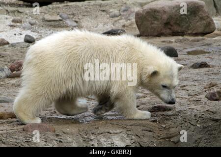 Polar bear with offspring (Ursus maritimus) in the Zoo am Meer. It is the smallest zoo in Germany. It is home to water livestock and Nordic animal species. Bremerhaven, Free Hanseatic City of Bremen, Germany, Europe Date: May 27, 2016 | usage worldwide Stock Photo