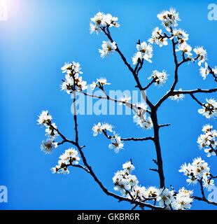 blue tree bloom Stock Photo