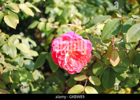 A pink Rose in the Princess Diana memorial garden in Hyde Park London England Stock Photo