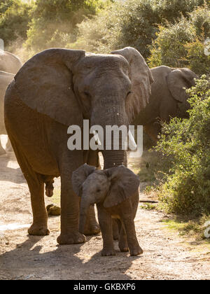 Female Elephant Watching Calf Protectively Stock Photo