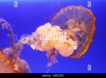 blue danger food Stock Photo