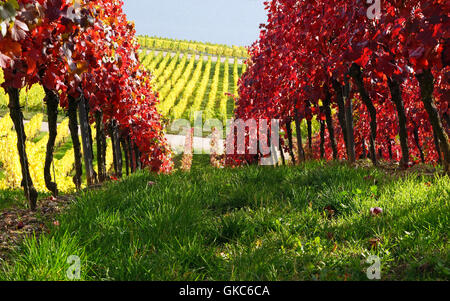 autumn in the vineyard Stock Photo