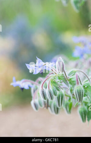 Borago officinalis. Borage herb flowers Stock Photo