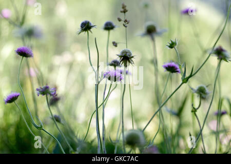 alpine meadow with herbs and flowers in the alps in summer Stock Photo