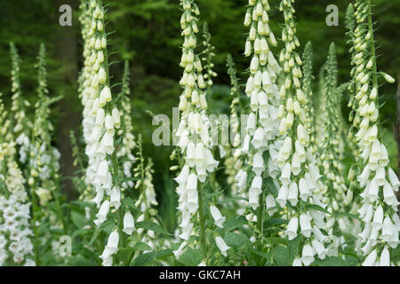 Digitalis Purpurea Alba. White Foxgloves in a garden Stock Photo