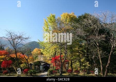 Red, orange, yellow and green leaf trees by the roadside. Autumn season in Nikko, Japan, blue sky Stock Photo