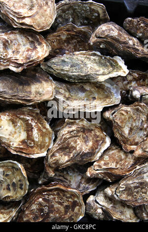 fresh oysters in la rochelle. france Stock Photo