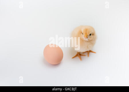 A new fluffy yellow buff orpington chick stands near an unhatched brown egg on white background Stock Photo