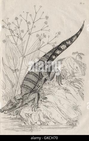 Alligator. Alisma plantago-aquatica (common water-plantain/mad dog weed), 1834 Stock Photo
