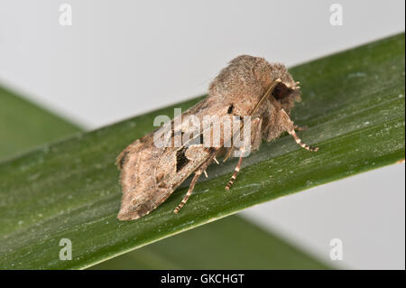 Hebrew character, Orthosia gothica, moth at rest with charcteristic wing markings, March Stock Photo