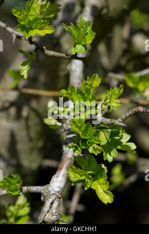 Young green leaves emerging on hawthorn hedgerow tree branch in spring, April Stock Photo