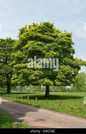 Norway maples, Acer platanoides, in young acid green spring leaf on Hungerford Common, May Stock Photo