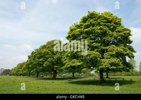 Norway maples, Acer platanoides, in young acid green spring leaf on Hungerford Common, May Stock Photo