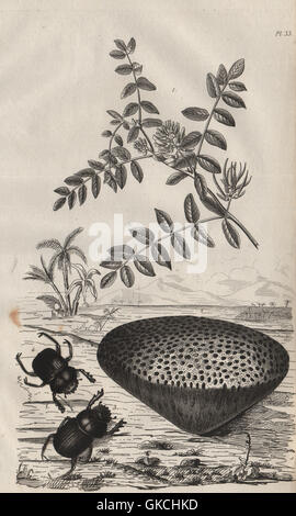 Astragalus (milkvetch). Astrea coral. Ateuchus (scarab beetle), old print 1834 Stock Photo