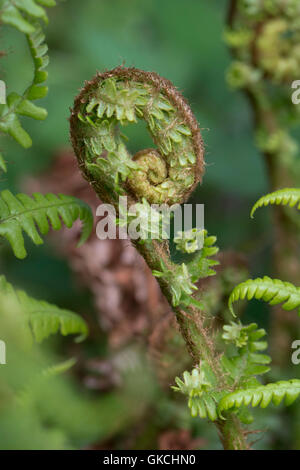 The unfurling frond of a male fern, Dryopteris filix-mas, in spring woodland, May Stock Photo