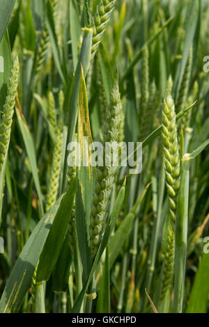 Wheat Flag Leaves Stock Photo - Alamy