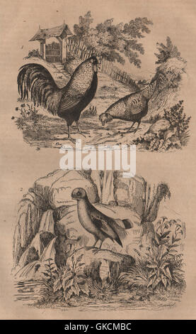 POULTRY: Coq (Chicken). Coq de Roche (Rock Rooster), antique print 1834 Stock Photo