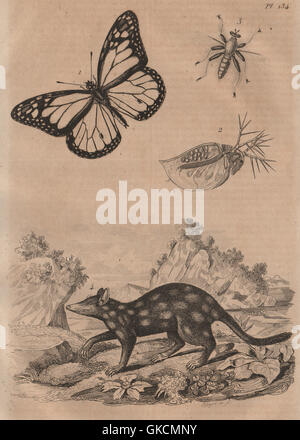 Danainae/Milkweed butterfly.Daphnia.Dasypogoninae/Robberfly.Dasyurus/Quoll, 1834 Stock Photo