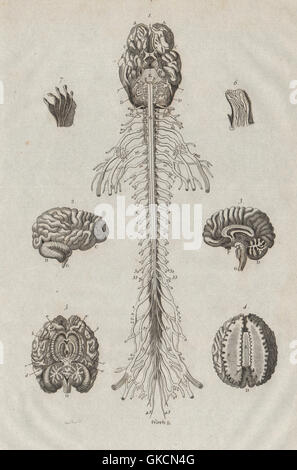 Vintage anatomy print of the human brain, labeling different cortexes ...