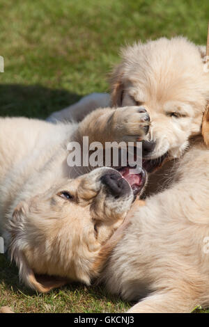 Golden Retriever Puppies (Canis lupus familiaris). Play fighting. Sibling rivalry. Stock Photo