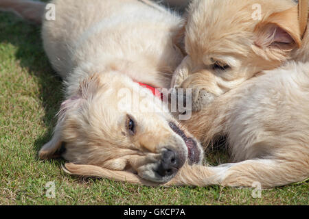 Golden Retriever Puppies. Sibling rivalry. (Canis lupus familiaris). Stock Photo