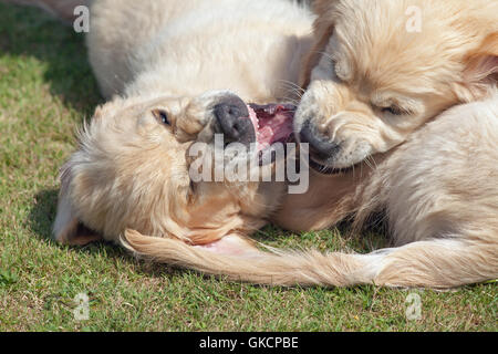 Golden Retriever Puppies. Play fighting. Sibling rivalry. (Canis lupus familiaris). Stock Photo