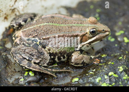 Pool Frog (Pelophylax lessonae). Stock Photo