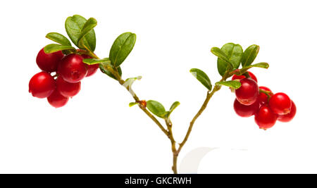 lingonberry branches with berries isolated on white background Stock Photo