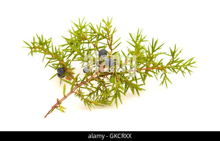 common juniper twig with ripe and unripe berries isolated on white background Stock Photo