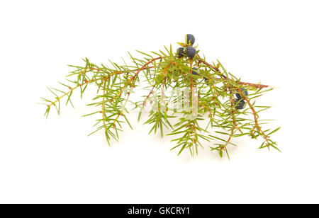 common juniper twig with ripe and unripe berries isolated on white background Stock Photo