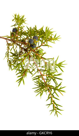 common juniper twig with ripe and unripe berries isolated on white background Stock Photo