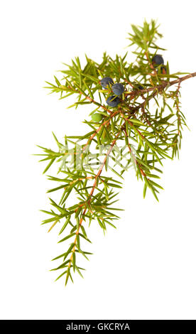 common juniper twig with ripe and unripe berries isolated on white background Stock Photo