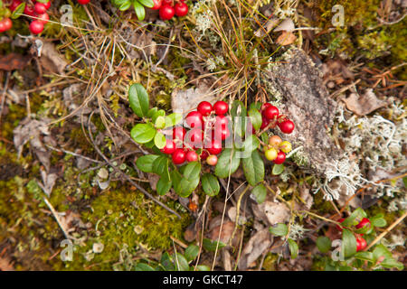lingonberry ripening in the moss natural foraging background Stock Photo