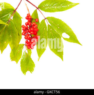 Sambucus racemosa, red elderberry isolated on white Stock Photo