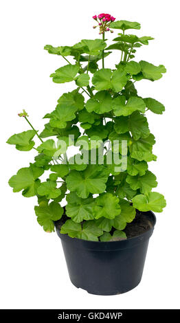 Big bush of a young geranium in the industrial dirty plastic container for sale. The plant can be planted on a flower bed.Isolat Stock Photo