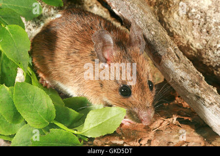 The yellow-necked mouse ( Apodemus flavicollis ) in its habitat with plant of Mirtillus sp.