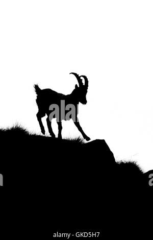 Silhouette of Alpine ibex male ( Capra ibex ) while is running on Alps Stock Photo