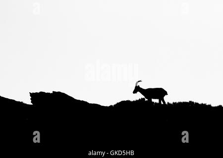 Iberian ibex ( Capra pyrenaica ) female in Silhouette, black & white m Spain Stock Photo