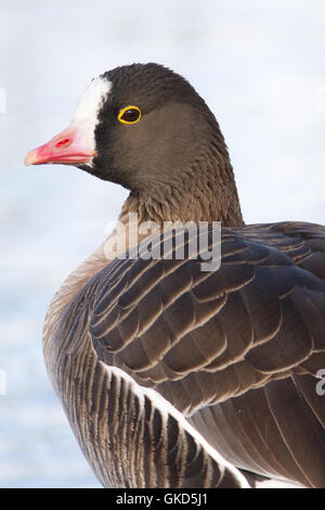 Lesser white-fronted goose ( Anser Erythropus ) portrait Stock Photo