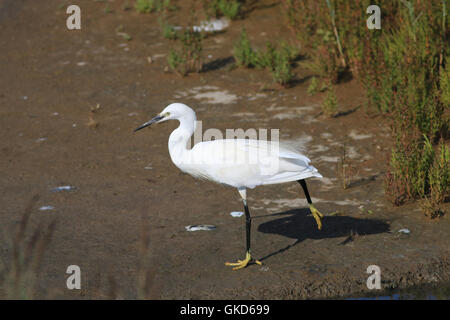 Little egret, Egretta garzetta, small, elegant white heron Stock Photo