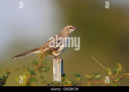Northern mockingbird (Mimus polyglottos) on pole, Brazoria NWR, Texas, USA Stock Photo
