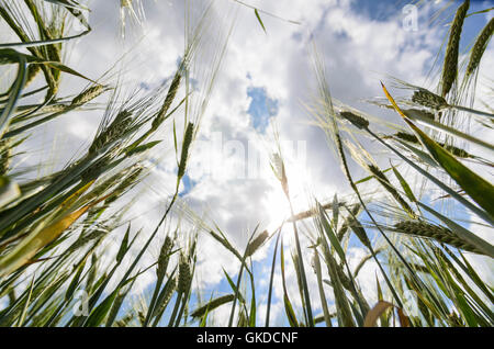 Barley , Looking Up, Austria, Burgenland, Stock Photo