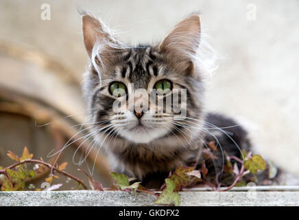 animal pet pussycat Stock Photo