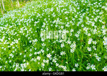 small white flowers in spring forest, cerastium arvense Stock Photo