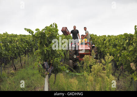 Kechris winery harvest their Xinomavro grapes. Vines located near town of  Goumenissa, Greece Stock Photo