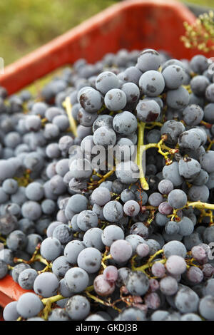 Kechris winery harvest their Xinomavro grapes. Vines located near town of  Goumenissa, Greece Stock Photo